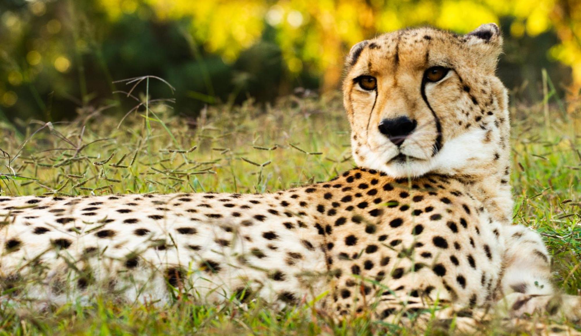 Emdoneni Lodge With Zululand Cat Conservation Project Hluhluwe Extérieur photo