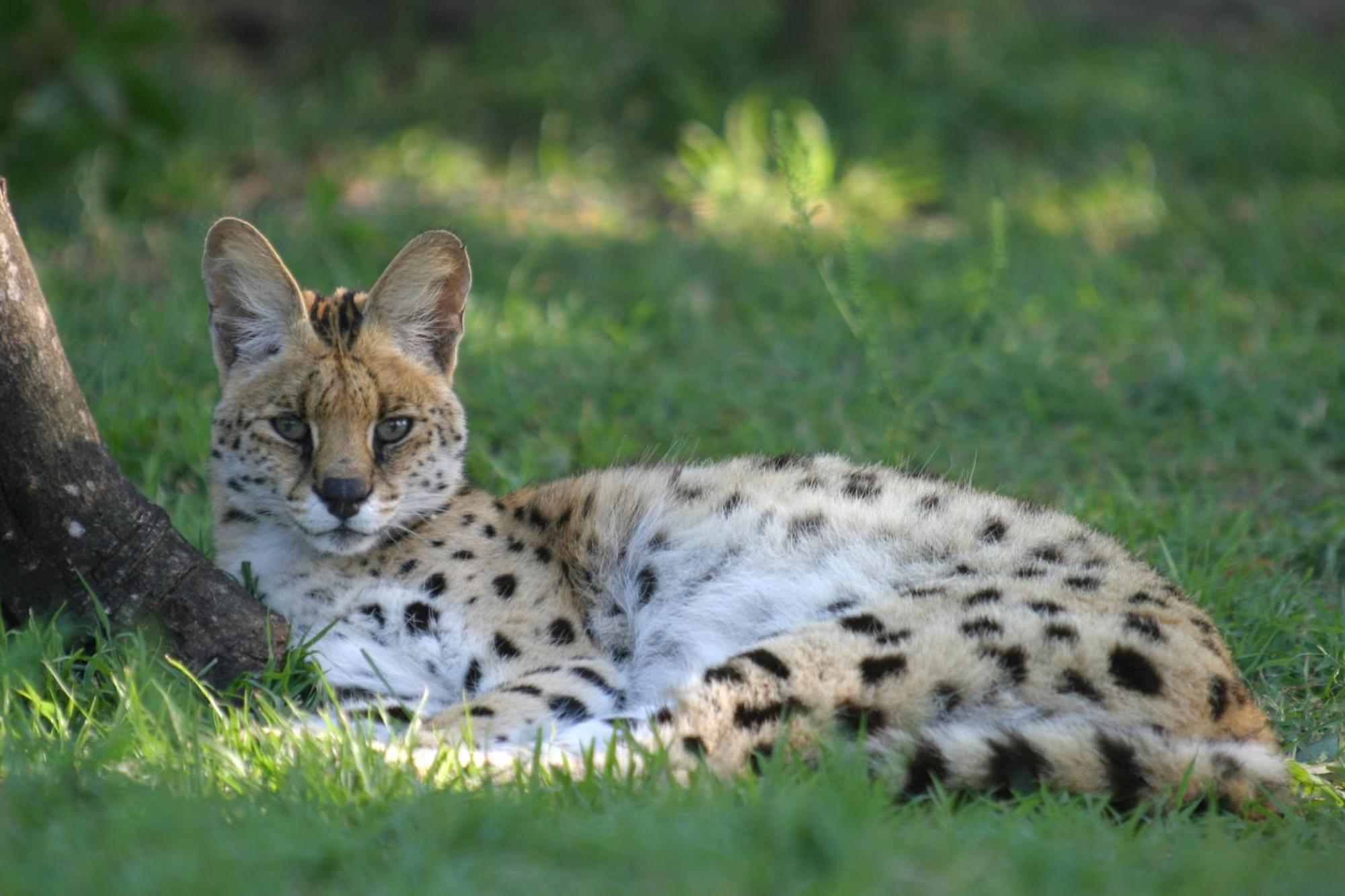 Emdoneni Lodge With Zululand Cat Conservation Project Hluhluwe Extérieur photo