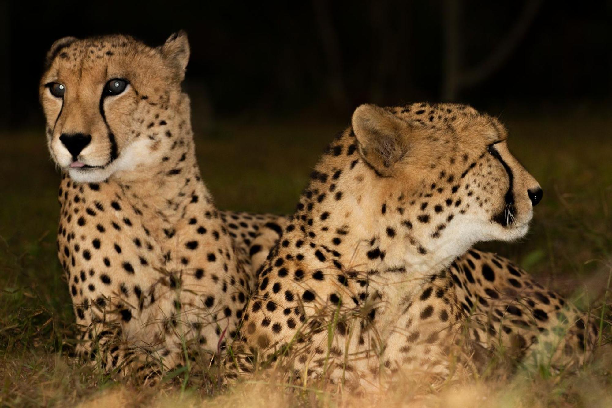 Emdoneni Lodge With Zululand Cat Conservation Project Hluhluwe Extérieur photo