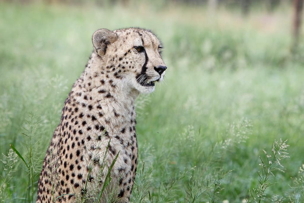 Emdoneni Lodge With Zululand Cat Conservation Project Hluhluwe Extérieur photo